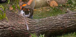 Best Weed Control  in Robertsville, NJ