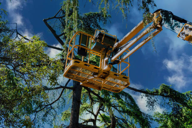 Best Tree Cabling and Bracing  in Robertsville, NJ