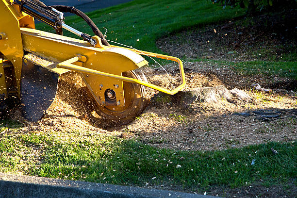Best Lot and Land Clearing  in Robertsville, NJ