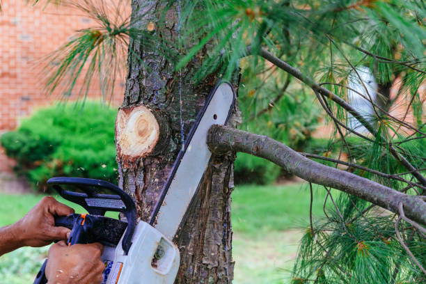 How Our Tree Care Process Works  in  Robertsville, NJ